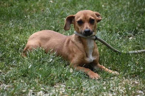 Dorrie (Dulcinea), female young Chihuahua for adoption at Notfelle e.V., Hettstadt