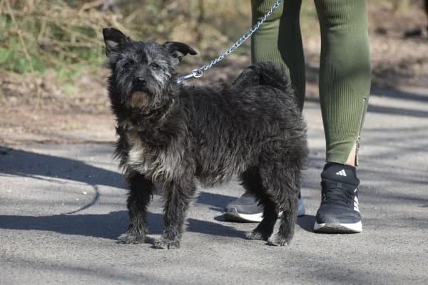 Steckbrief, female senior Mixed Breed for adoption at Notfelle e.V., Hettstadt
