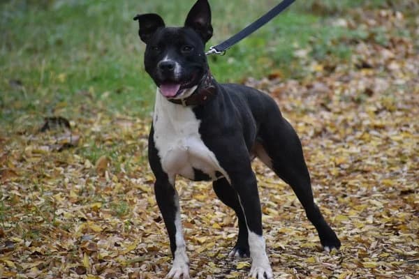 Steckbrief, male 5yo Staffordshire Bull Terrier for adoption at Notfelle e.V., Hettstadt
