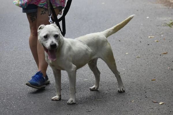 Steckbrief, male 6yo mixed breed for adoption at Notfelle e.V., Hettstadt