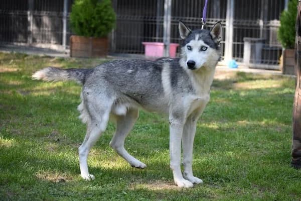 Steckbrief, male 3yo Husky for adoption at Notfelle e.V., Hettstadt