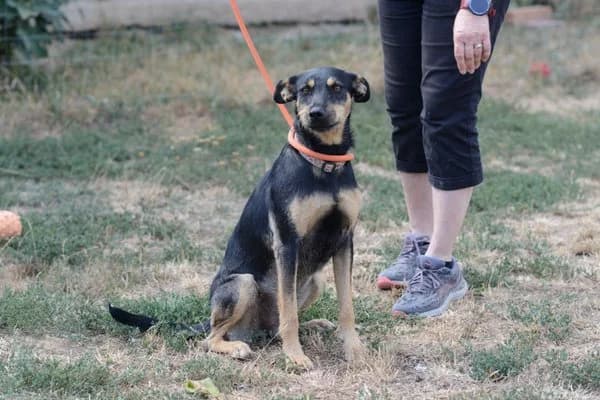 Frieda, female young Mixed Breed for adoption at Notfelle e.V., Hettstadt