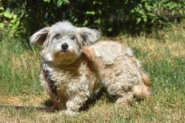 Gemma, female young Mixed Breed for adoption at Notfelle e.V., Hettstadt