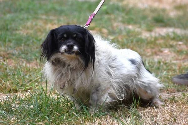 Geza, male senior Mixed Breed for adoption at Notfelle e.V., Hettstadt