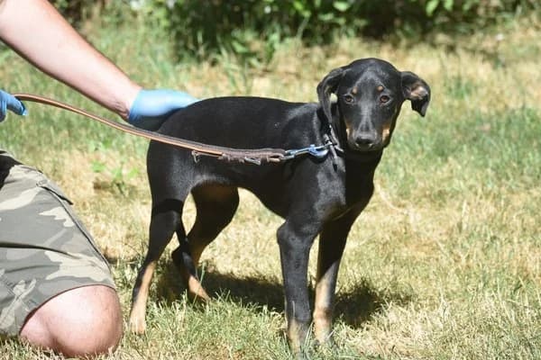 Greta, female puppy Mixed Breed for adoption at Notfelle e.V., Hettstadt