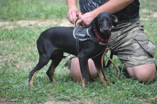 Greta, female puppy Mixed Breed for adoption at Notfelle e.V., Hettstadt