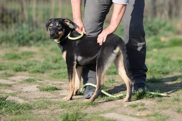 Steckbrief, male young Mixed Breed for adoption at Notfelle e.V., Hettstadt