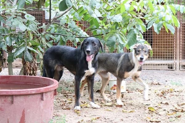 Steckbrief, male 4yo Mixed Breed for adoption at Notfelle e.V., Hettstadt