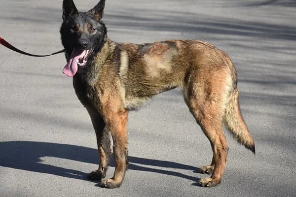 Hazelnut, female 4yo German Shepherd for adoption at Notfelle e.V., Hettstadt