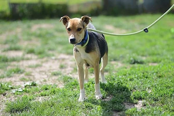 Hera, female young Mixed Breed for adoption at Notfelle e.V., Hettstadt