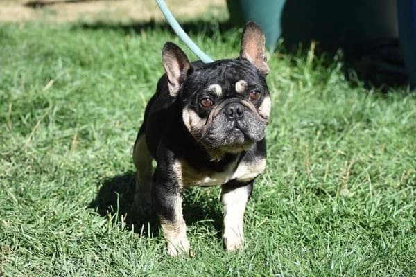 Hermann, male 5yo French Bulldog for adoption at Notfelle e.V., Hettstadt