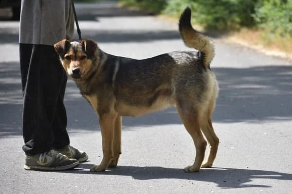 Homer, male 3yo Mixed Breed for adoption at Notfelle e.V., Hettstadt