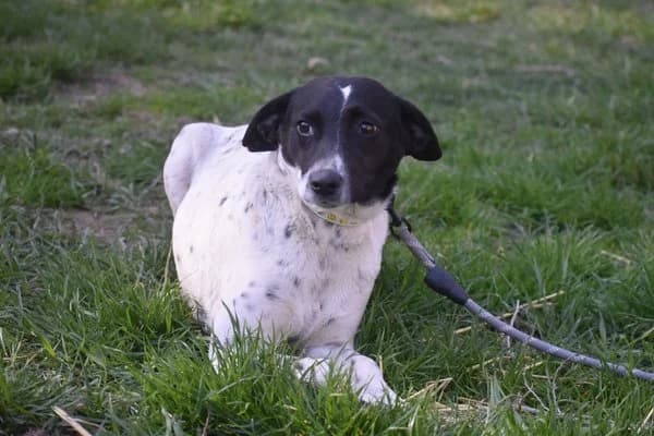 Ida, female young Mixed Breed for adoption at Notfelle e.V., Hettstadt