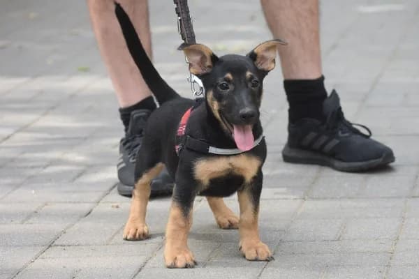 Ilona, female puppy Mixed Breed for adoption at Notfelle e.V., Hettstadt
