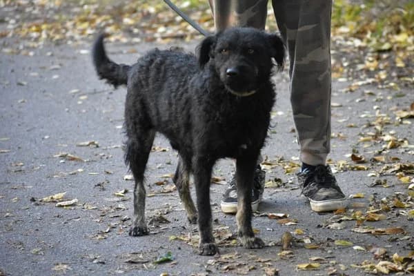 Kristof, male 4yo Mixed Breed for adoption at Notfelle e.V., Hettstadt
