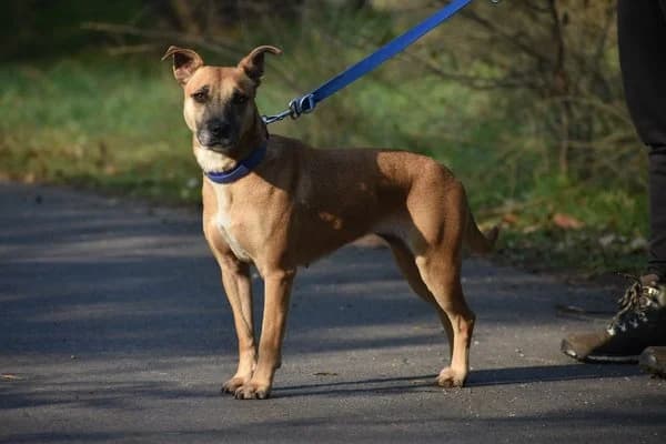 Keshia (Kuba), female 7yo Mixed Breed for adoption at Notfelle e.V., Hettstadt