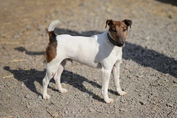 Steckbrief, male 6yo mixed breed for adoption at Notfelle e.V., Hettstadt