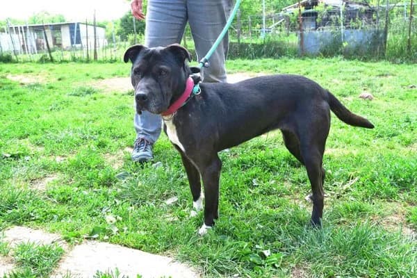 Steckbrief, female 7yo Pit Bull Terrier for adoption at Notfelle e.V., Hettstadt
