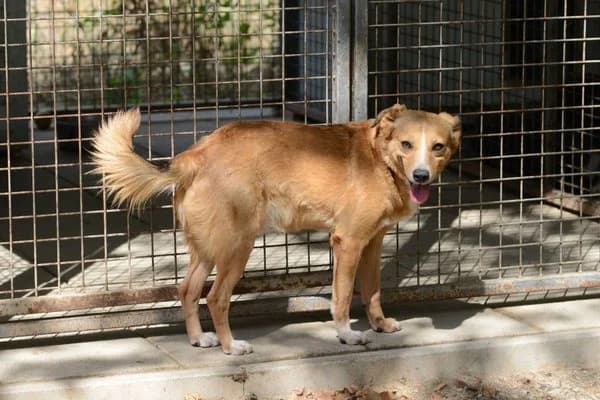 Linus (Ivan), male young Mixed Breed for adoption at Notfelle e.V., Hettstadt