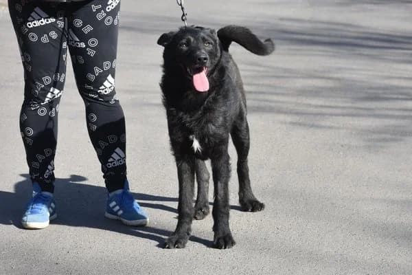 Logan, male young Mixed Breed for adoption at Notfelle e.V., Hettstadt