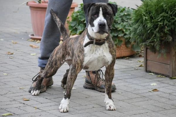 Steckbrief, male senior Mixed Breed for adoption at Notfelle e.V., Hettstadt