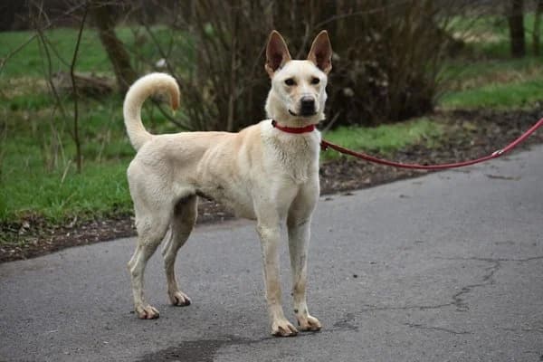 Lottee, female young mixed breed for adoption at Notfelle e.V., Hettstadt