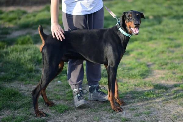 Steckbrief, male young Doberman for adoption at Notfelle e.V., Hettstadt