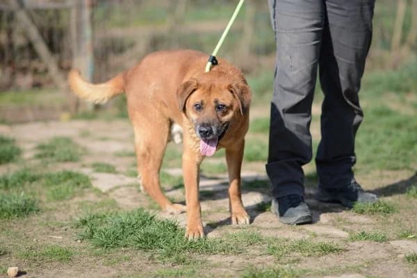 Steckbrief, male senior Mixed Breed for adoption at Notfelle e.V., Hettstadt