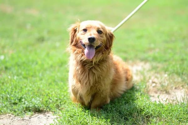Magyi, male 4yo Dachshund for adoption at Notfelle e.V., Hettstadt