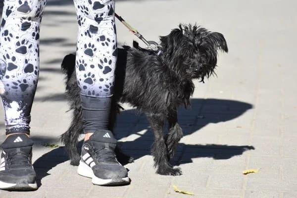 Malna, female senior Mixed Breed for adoption at Notfelle e.V., Hettstadt