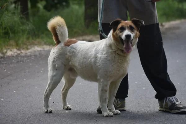Maxim, male 6yo Mixed Breed for adoption at Notfelle e.V., Hettstadt