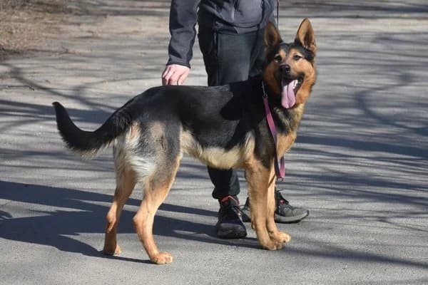Steckbrief, male 3yo German Shepherd for adoption at Notfelle e.V., Hettstadt