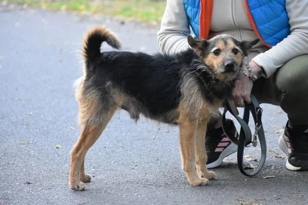 Steckbrief, male senior Mixed Breed for adoption at Notfelle e.V., Hettstadt
