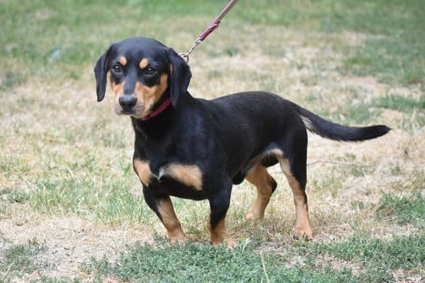 Napoleon, male 3yo Dachshund for adoption at Notfelle e.V., Hettstadt
