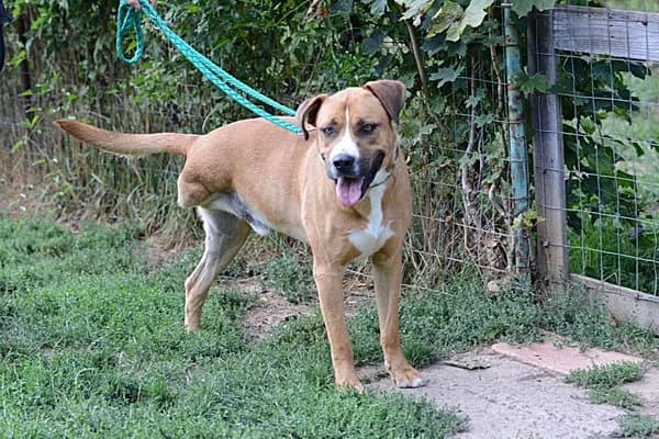 Steckbrief, male 5yo Mixed Breed for adoption at Notfelle e.V., Hettstadt