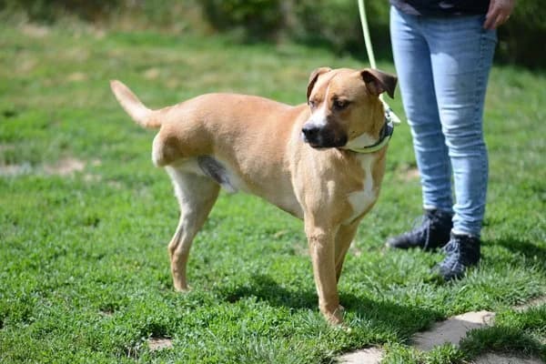 Nestor, male 5yo Mixed Breed for adoption at Notfelle e.V., Hettstadt