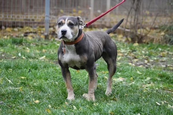 Steckbrief, female 3yo mixed breed for adoption at Notfelle e.V., Hettstadt