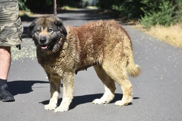 Nolwenn, female 6yo Mixed Breed for adoption at Notfelle e.V., Hettstadt