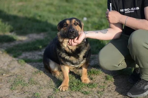Steckbrief, male young German Shepherd for adoption at Notfelle e.V., Hettstadt