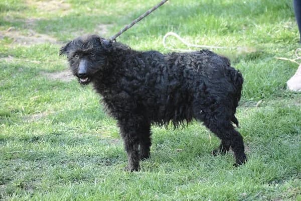 Olga, female senior Mixed Breed for adoption at Notfelle e.V., Hettstadt