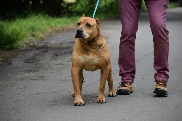 Steckbrief, male senior Mixed Breed for adoption at Notfelle e.V., Hettstadt
