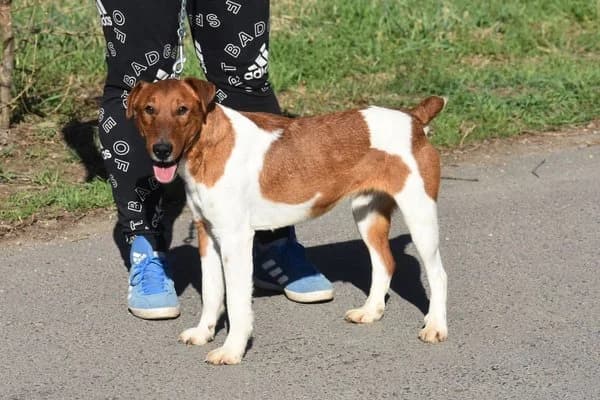 Otto, male young mixed breed for adoption at Notfelle e.V., Hettstadt