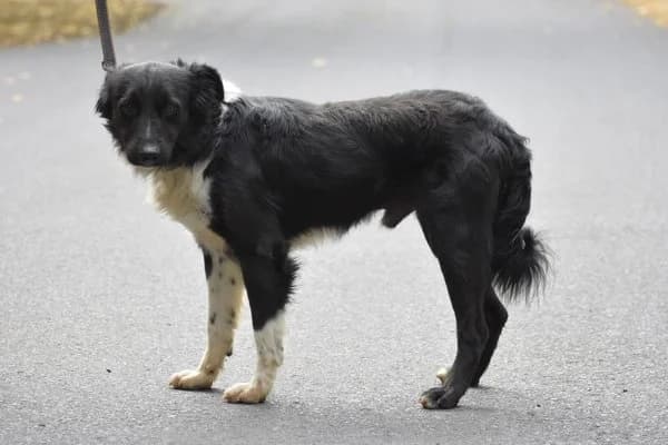 Pascal, male 3yo Border Collie for adoption at Notfelle e.V., Hettstadt