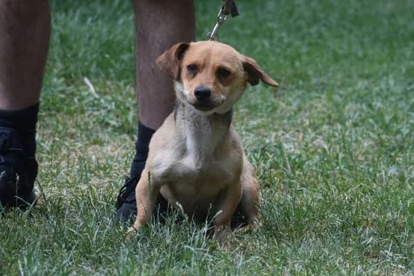 Pepe, male young Mixed Breed for adoption at Notfelle e.V., Hettstadt