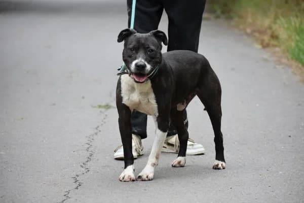 Steckbrief, male senior Mixed Breed for adoption at Notfelle e.V., Hettstadt