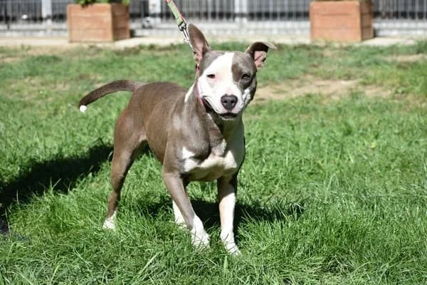 Steckbrief, female 3yo Mixed Breed for adoption at Notfelle e.V., Hettstadt