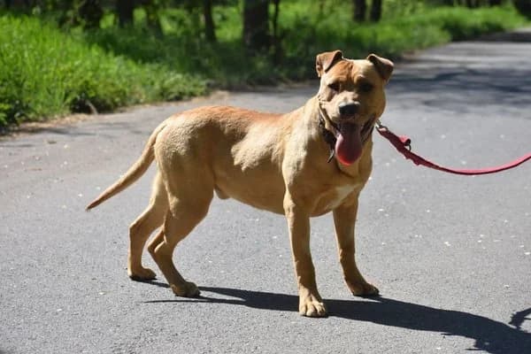 Stich, male young Mixed Breed for adoption at Notfelle e.V., Hettstadt