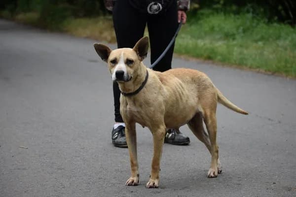 Syrah, female 5yo Mixed Breed for adoption at Notfelle e.V., Hettstadt