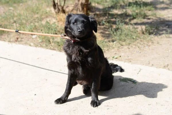 Szelli, female puppy Mixed Breed for adoption at Notfelle e.V., Hettstadt