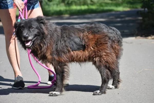 Steckbrief, male senior Mixed Breed for adoption at Notfelle e.V., Hettstadt